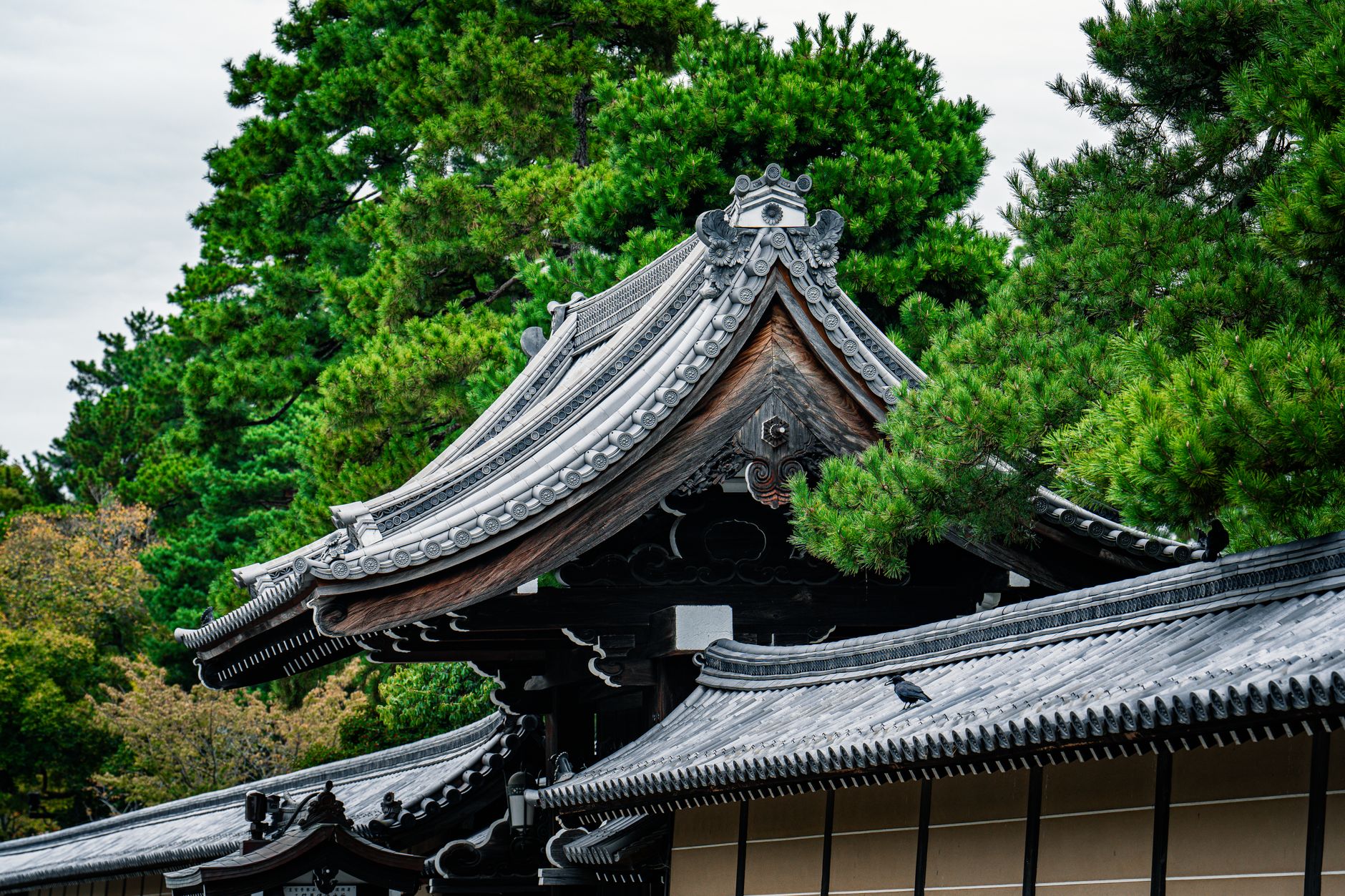 Green moss garden and wooden pavilion in Kyoto temple