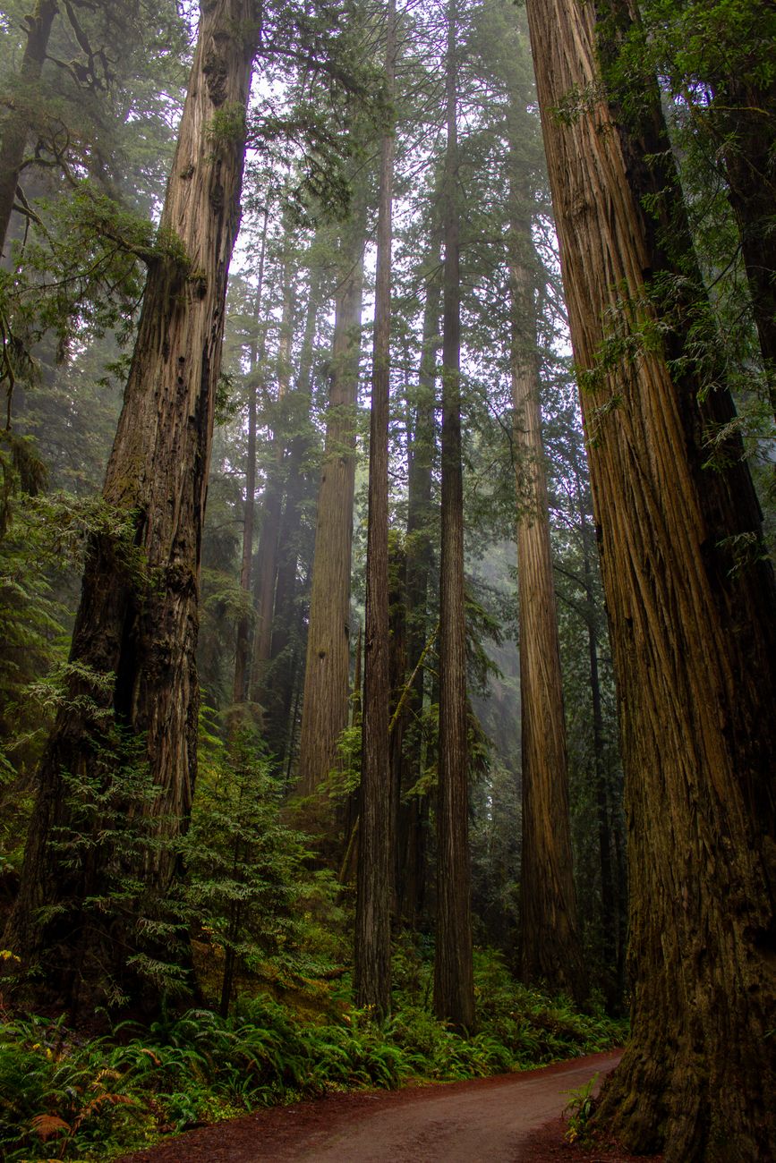 Towering redwoods surrounded by thick maritime fog